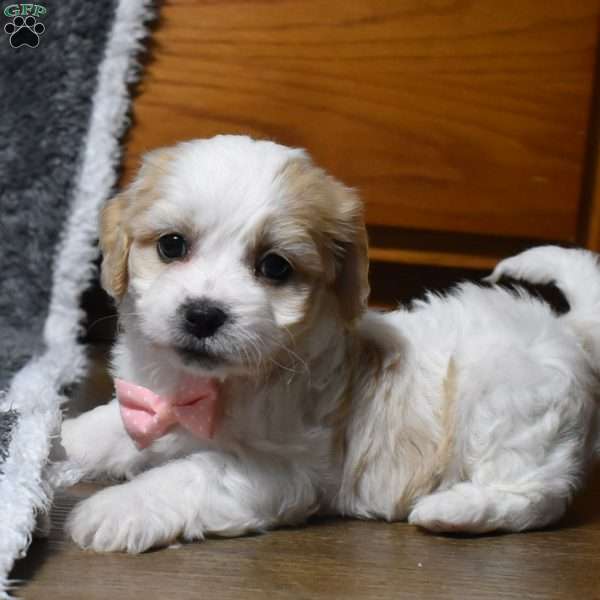 Hadley, Cavachon Puppy